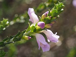 Eremophila lehmanniana (leaves and flowers).jpg