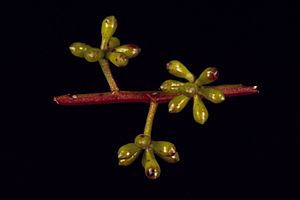 Eucalyptus benthamii buds