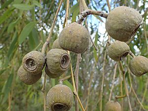 Eucalyptus todtiana fruit