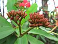 Euphorbia milii buds