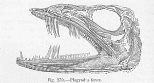 FMIB 47155 Plagyodus ferox