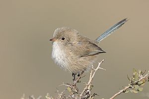 Female White-winged fairywren