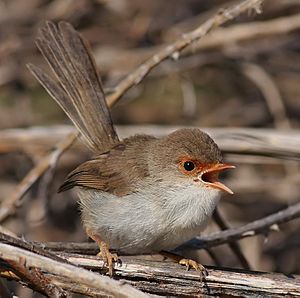 a small pale brown bird with a gaping orange beak, on twig-like foliage