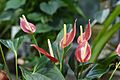 Flamingo Flower Orchid