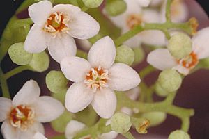 Flindersia braylelana