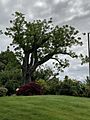 George Bush butternut tree