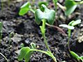 Germinating radish