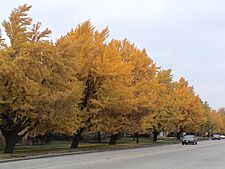 Ginkgo Riverside, Illinois