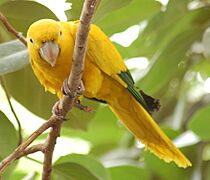 Golden Conure Guaruba guarouba 1750px