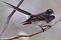 Grey fantail