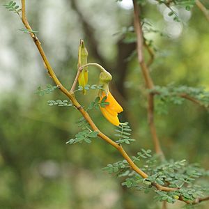 IMG 7197-Sophora prostrata.JPG