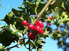 Ilex-aquifolium (Europaeische Stechpalme-1).jpg