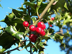 Ilex-aquifolium (Europaeische Stechpalme-1)