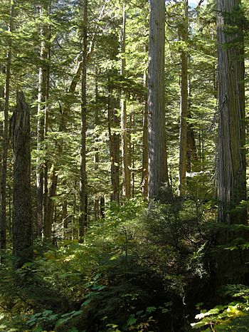 Interior Rainforest (4495547683).jpg