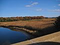 Jones River marshland near mouth