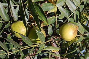 Juglans californica-1.jpg