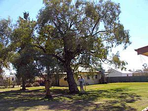 Kidman's Tree of Knowledge (2005).jpg