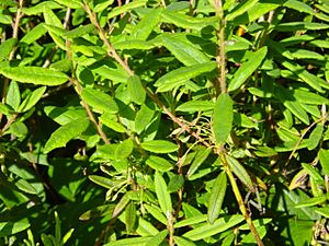 Labrador Tea