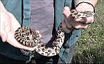 Lampropeltis calligaster calligaster.jpg