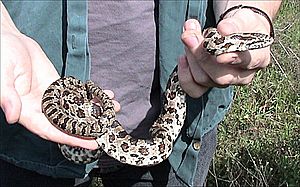 Lampropeltis calligaster calligaster.jpg