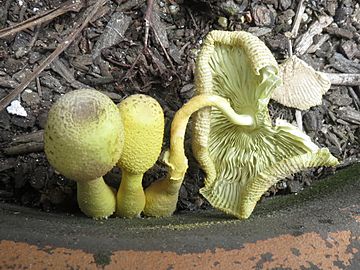 Leucocoprinus birnbaumii dried