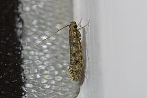 Lindera tessellatella 59927482.jpg