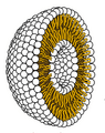 Liposome cross section