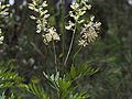 Lomatia silaifolia leaves and flowers