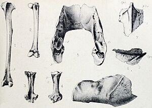 Lophopsittacus fossils