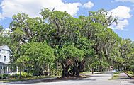 Lover's Oak, Brunswick GA, US