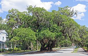 Lover's Oak, Brunswick GA, US.jpg