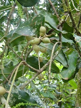 Macadamia integrifolia