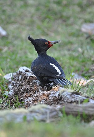 Magellanic Woodpecker (Campephilus magellanicus)