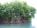 Mangroves in Puerto Rico.JPG