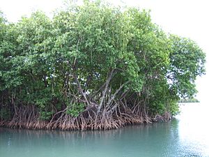 Mangroves in Puerto Rico