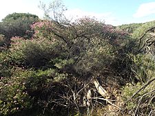 Melaleuca ryeae habit