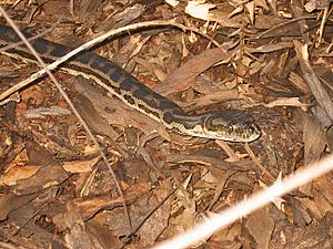 Morelia spilota imbricata 4.jpg