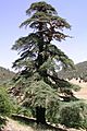 Moroccan Atlantic cedar