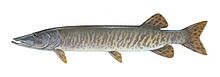 Muskellunge USFWS.jpg