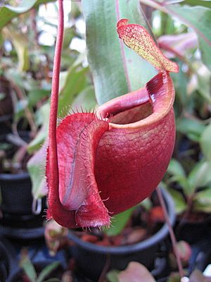 Nepenthes globosa02