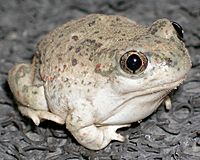 Nmspadefoot.jpg