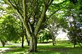 Parque en Bocono, Trujillo, Venezuela