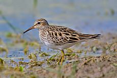 Pectoral Sandpiper3