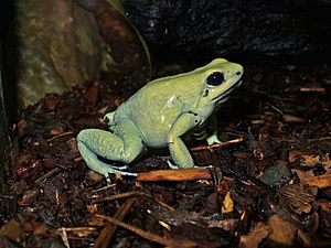 Phyllobates terribilis 01