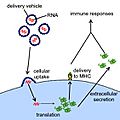 RNA vaccine illustration (en)