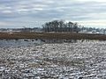 Salt marsh in winter