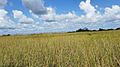 Sawgrass prairie