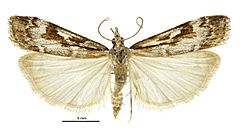 Scoparia cyameuta male.jpg