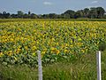 Siembra de Girasol, Via Boca De Anaro, Pedraza, Edo Barinas.