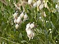 Sophora secundiflora beans